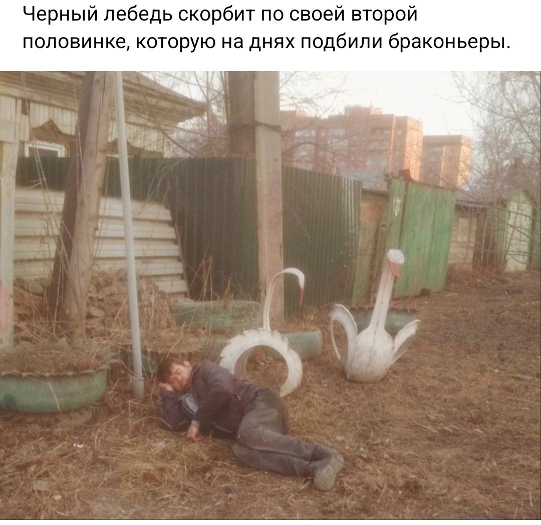 Черный лебедь скорбит по своей второй половинке которую на днях подбили браконьеры