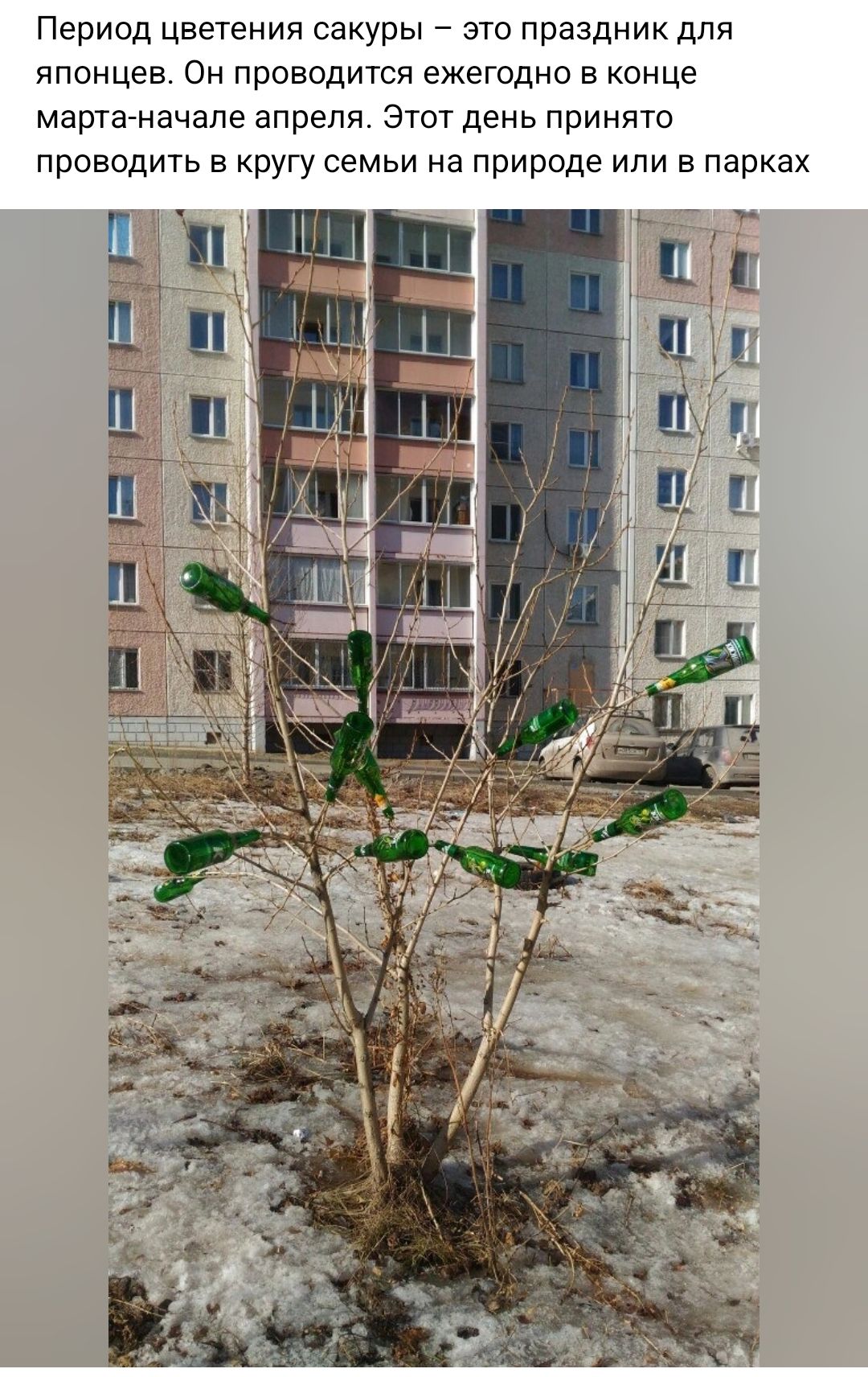 Период цветения сакуры _ это праздник для японцев Он проводится ежегодно в конце марте начале апрепя этт день принято проводить в кругу семьи на природе или в парках