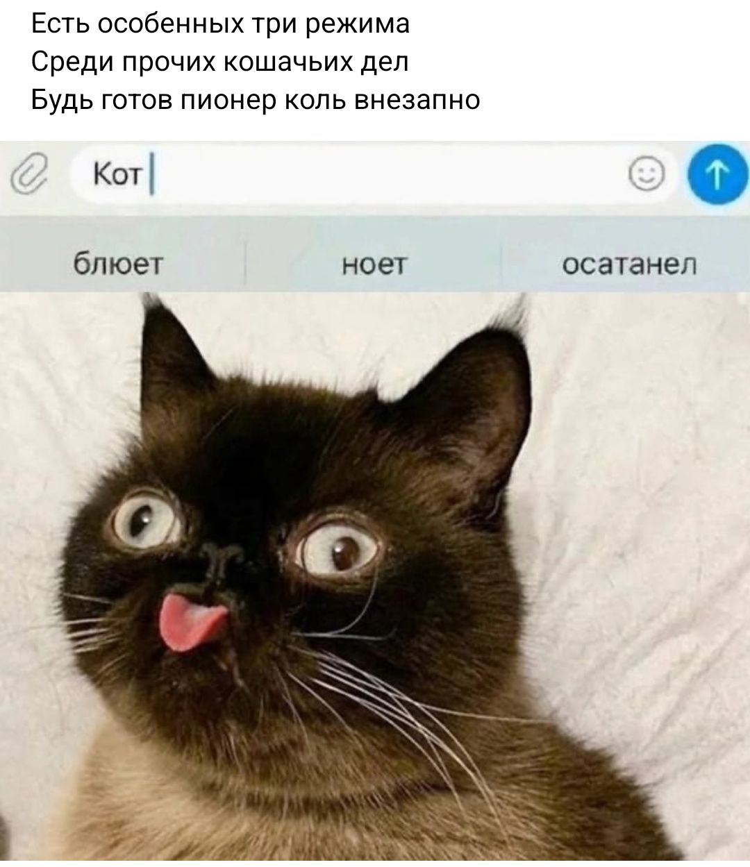 Есть особенных три режима Среди прочих кошачьих дел Будь готов пионер опь внезапно Кот блюет ное осаТанеп