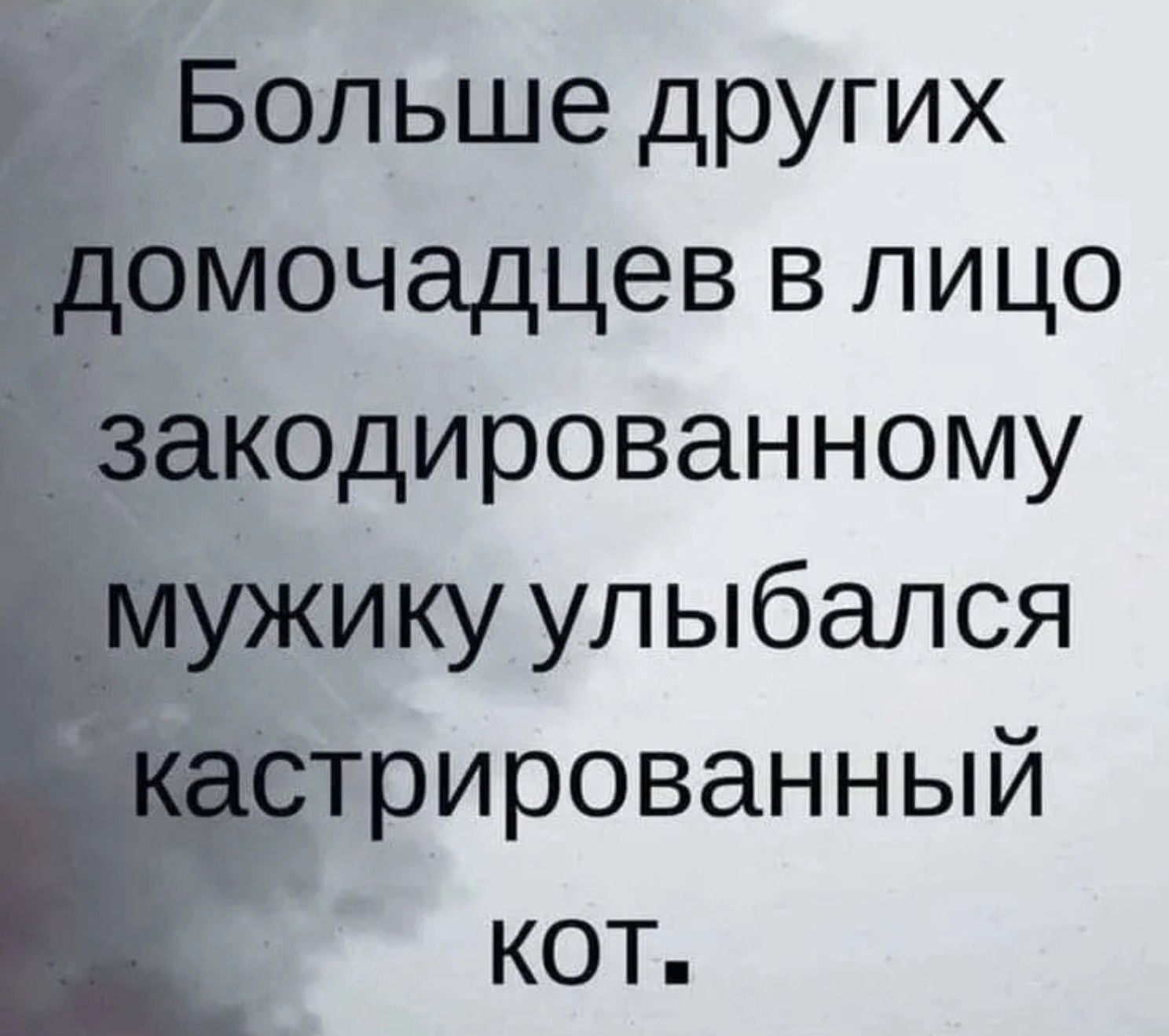 Больше других мочадцев в лицо одированному ику улыбался рированный кот