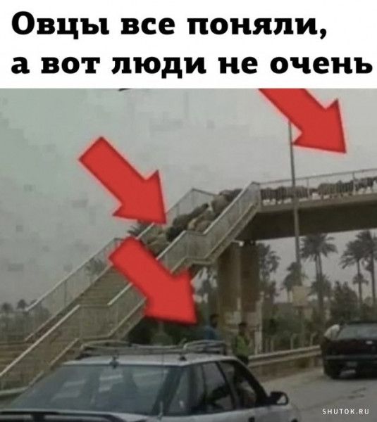 Овцы все поняли а вот люди не очень