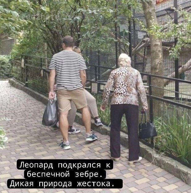 беспечной зебре Дикая природа жестока