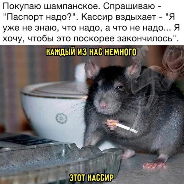 купаю шампанское Спрашиваю Паспорт надо Кассир вздыхает Я уже не знаю что надо а что не надо Я хочу чтобы это поскорее закончилось