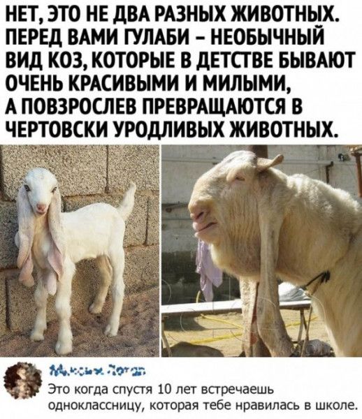 НЕТ ЭТО НЕ дВА РАЗНЫХ ЖИВОТНЫХ ПЕРЕД ВАМИ ТУЛАБИ НЕОБЫЧНЫЙ вид КОЗ КОТОРЫЕ В дЕТСТВЕ БЫВАЮТ ОЧЕНЬ КРАСИВЫМИ И МИЛЫМИ А ПОВЗРОСЛЕВ ПРЕВРАЩАЮТСЯ В ЧЕРТОВСКИ УРОдЛИВЫХ ЖИВОТНЫХ Это когда спустя 10 пеі встречаешь одноклассницу которая тебе нравилась школе