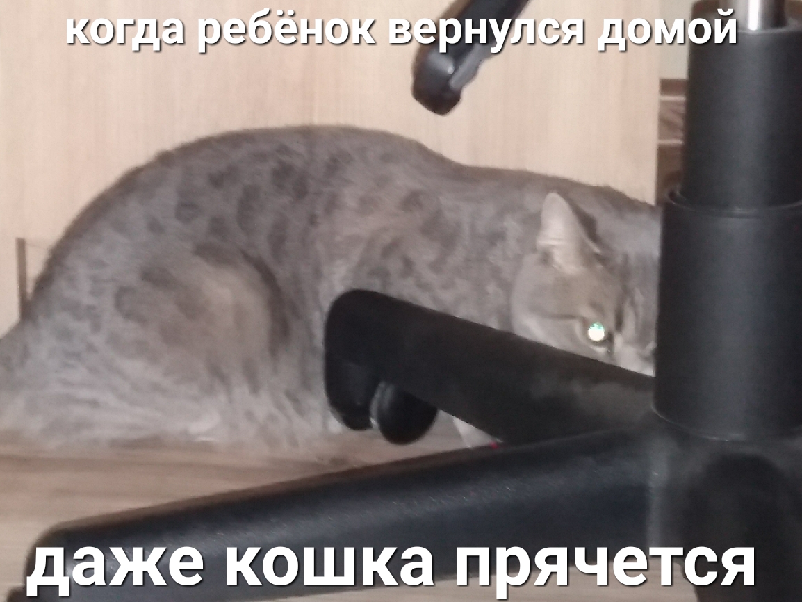 ч тд даже кошка дрднёъся