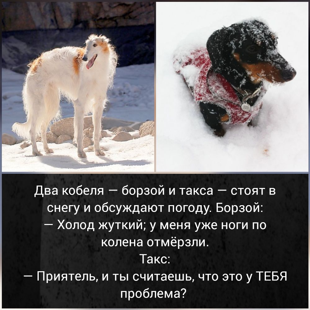 Два кобеля борзой и такса стоят в снегу и обсуждают погоду Борзой Холод жуткий у меня уже ноги по колена отмёрзли Такс Приятель и ты считаешь что это у ТЕБЯ проблема