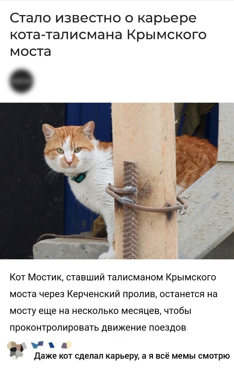 Стало ИЗВЭСТНО О карьере КОТа ТЭЛИСМЭНЭ КРЫМСКОГО моста Кот Мостик ставший талисманом Крымского моста через Керченский пролив останется на мосту еще на несколько месяцев чтобы проконтролировать движение поездов Ъ Даже кот сделал карьеру а я всё мемы смотрю