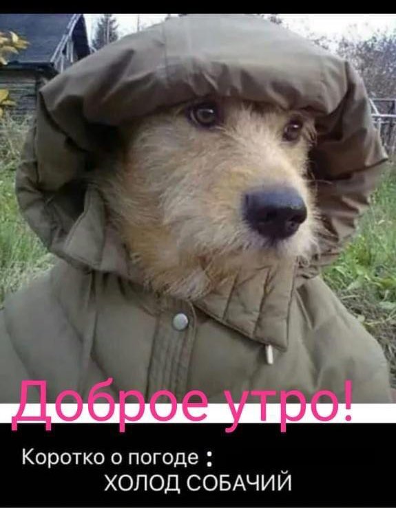 Коротко о погоде ХОЛОД СОБАЧИИ