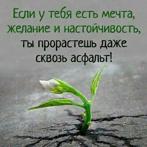 Если у тебя есть мечта желание и настойчивость ты прорастешь даже сквозь асфальт