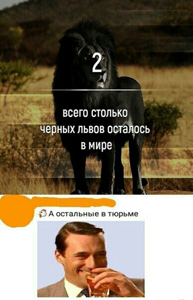 всего столько черных львов остайдось в мире А остальные в тюрьме А