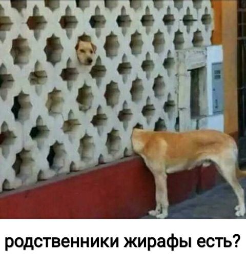 родственники жирафы есть