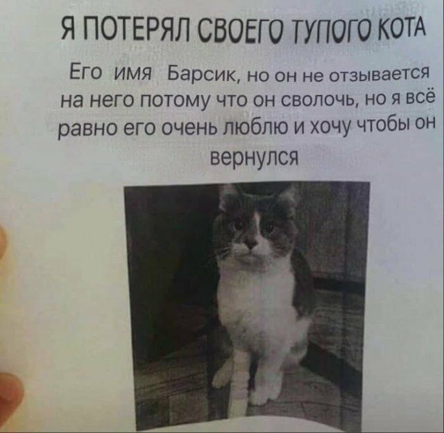 Я ПОТЕРЯЛ СВОЕГО ТУПОГО КОТА Его имя Барсик но он не отзывается на него потому что он сволочь но я всё равно его очень люблю и хочу чтобы он ВЭРНУЛСЯ