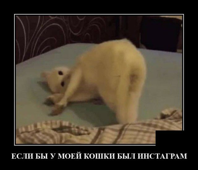 ЕСЛИ БЫ У МОЕЙ КОШКИ БЬШ ИПСТАГРАМ