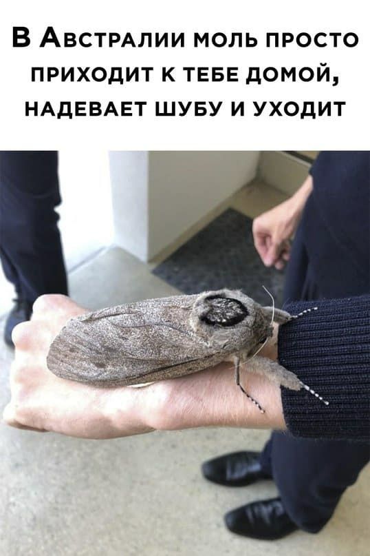 В АВСТРАЛИИ моль просто приходит к ТЕБЕ домой НАДЕВАЕТ шуву и уходит