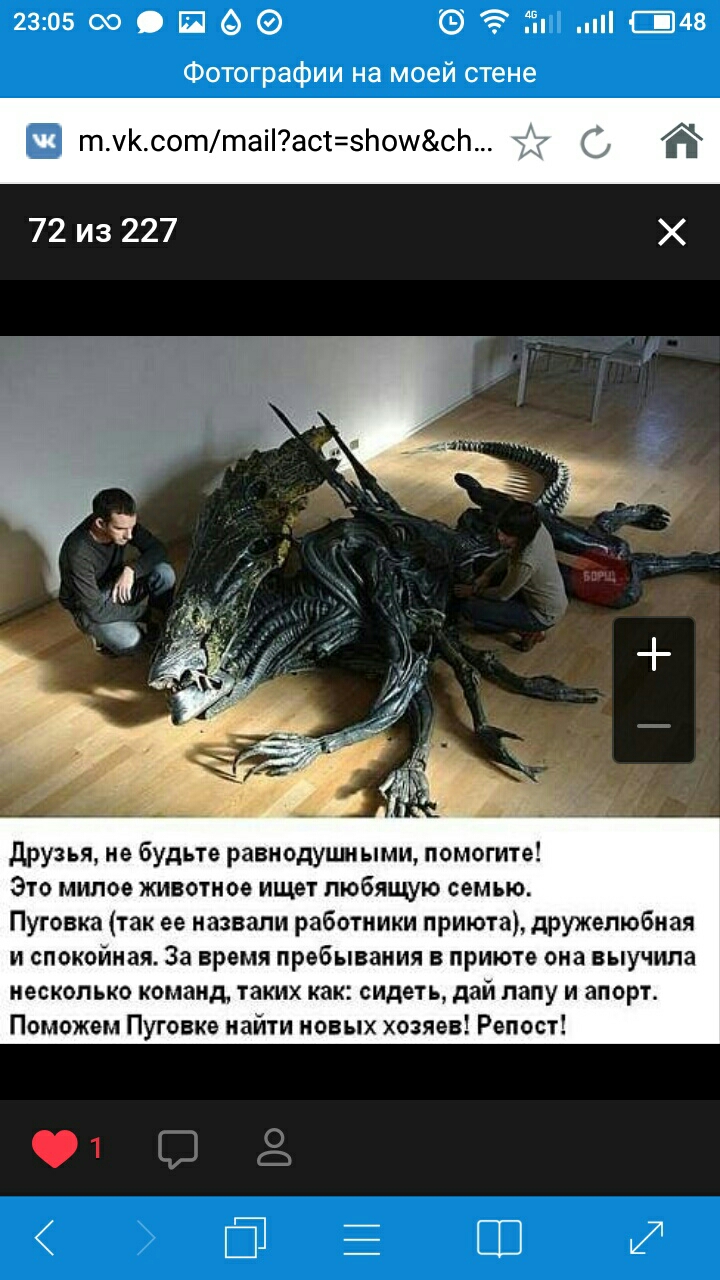 2305 сю Б іі п ЦМВ Фотографии на моей стене 72 из 227 друзья не Будьте равнодушными помогите Это милое животное ищет любящую семью Пуговка так ее назвали работники приюта дружелюбная и спокойная За время пребывания в приюте она выучила несколько команд таких как сидеть дай папу и апорт Поможем Пуговка найти новых хозяев Репост