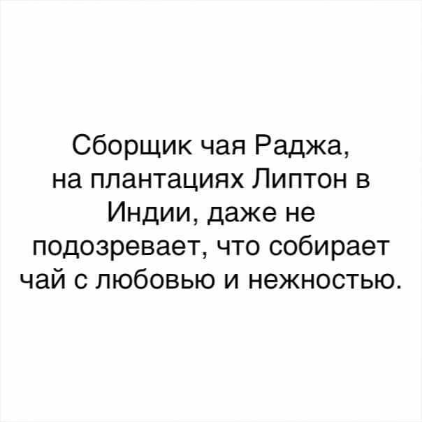 Сборщик чая Раджа на плантациях Липтон в Индии даже не подозревает что собирает чай с любовью и нежностью