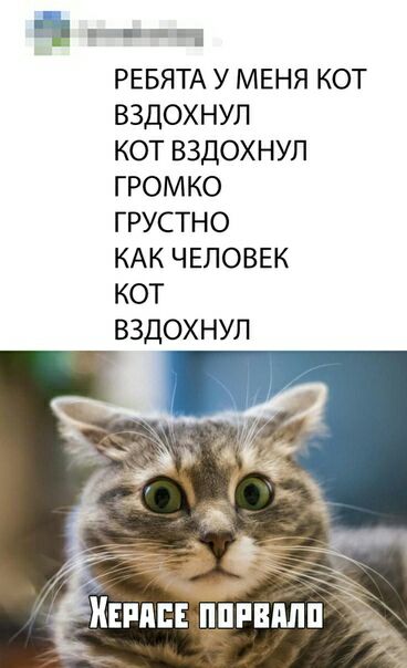 ч РЕБЯТА У МЕНЯ КОТ ВЗДОХНУЛ КОТ ВЗДОХНУЛ ГРОМКО ГРУСТНО КАК ЧЕЛОВЕК КОТ ВЗДОХНУЛ