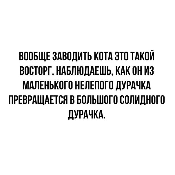 ВООБЩЕ ЗАВОДИТЬ КОТА ЭТО ТАКОЙ ВОСТОРГ НАБЛЮДАЕШЬ КАК ОН ИЗ МАЛЕНЬКОГО НЕЛЕПОГО ДУРАЧКА ПРЕВРАЩАЕТВН В БОЛЬШОГО ООЛИЛНОГО дУРАЧКА