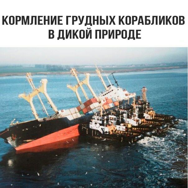 КОРМЛЕНИЕ ГРУДНЫХ КОРАБЛИКОВ В дИКОИ ПРИРОДЕ