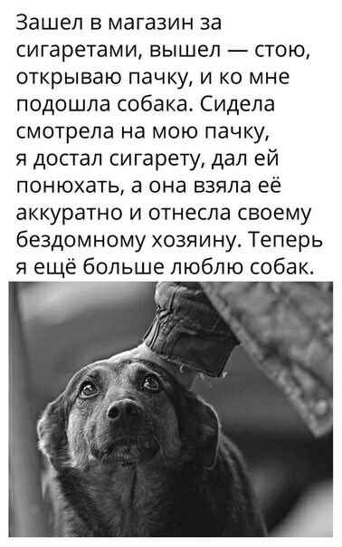 Зашел в магазин за сигаретами вышел стою ОТКРЫВдЮ пачку И КО мне подошла собака Сидела смотрела на мою пачку я достал сигарету дал ей понюхать а она взяла её аккуратно и отнесла своему бездомному хозяину Теперь я еще больше люблю собак