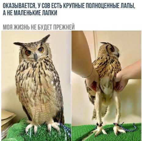 ПКАЗЫВАЕТСН У СПБ ЕСТЬ КРУПНЫЕ ППЛНОЦЕННЫЕ ПАПЫ А НЕ МАЛЕНЬКИЕ ЛАПКИ МПН ЖИЗНЬ НЕ БУДЕТ ПРЕЖНЕЙ
