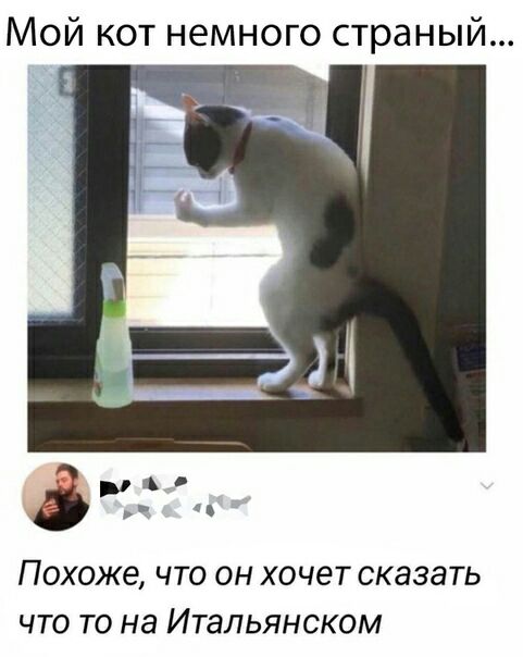 Мой кот немного страный _ и ч ПОХОЖЕ ЧТО ОН ХОЧЕТ СКЭЗЭТЬ ЧТО ТО НЗ ИТЭПЬЯНСКОМ