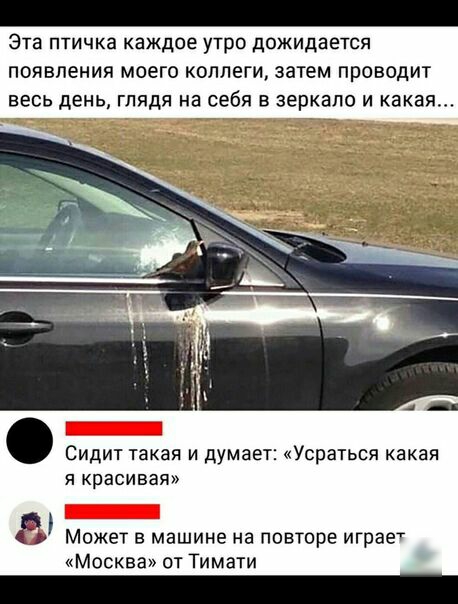 Эта птичка каждое утро дожидается появления моего коллеги затем проводит весь день глядя на себя в зеркало и какая Сидит такая и думает Усраться какая я красивая 5 Может в машине на повторе играет Москва от Тимати