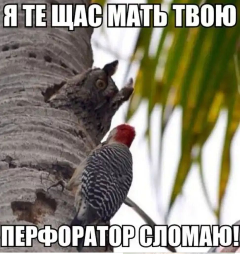 Я ТЕ ЩАС МАТ твою и ПЕРФПРАТПР ЁЛВМАЮ