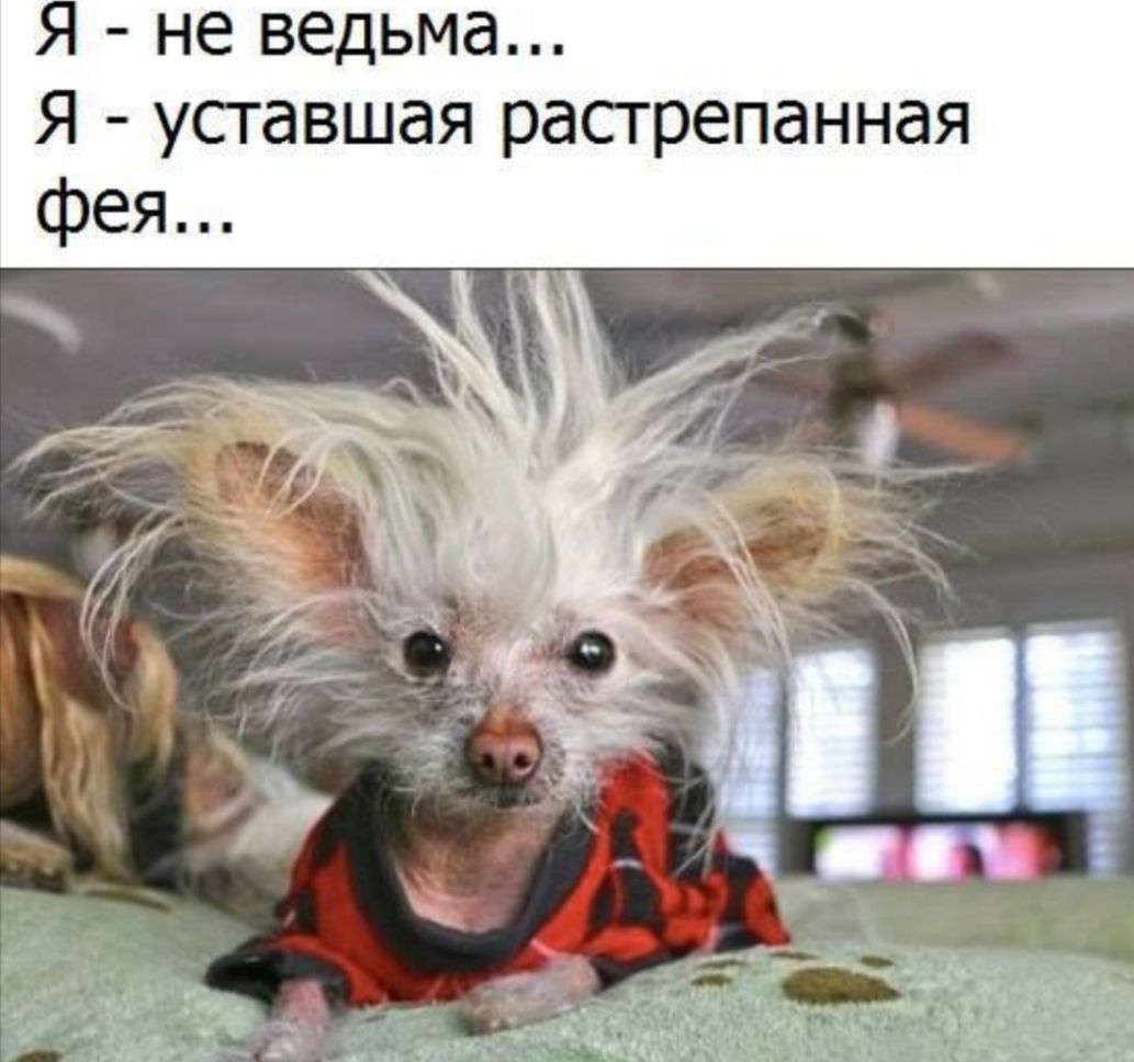 Я не ведьма Я уставшая растрепанная