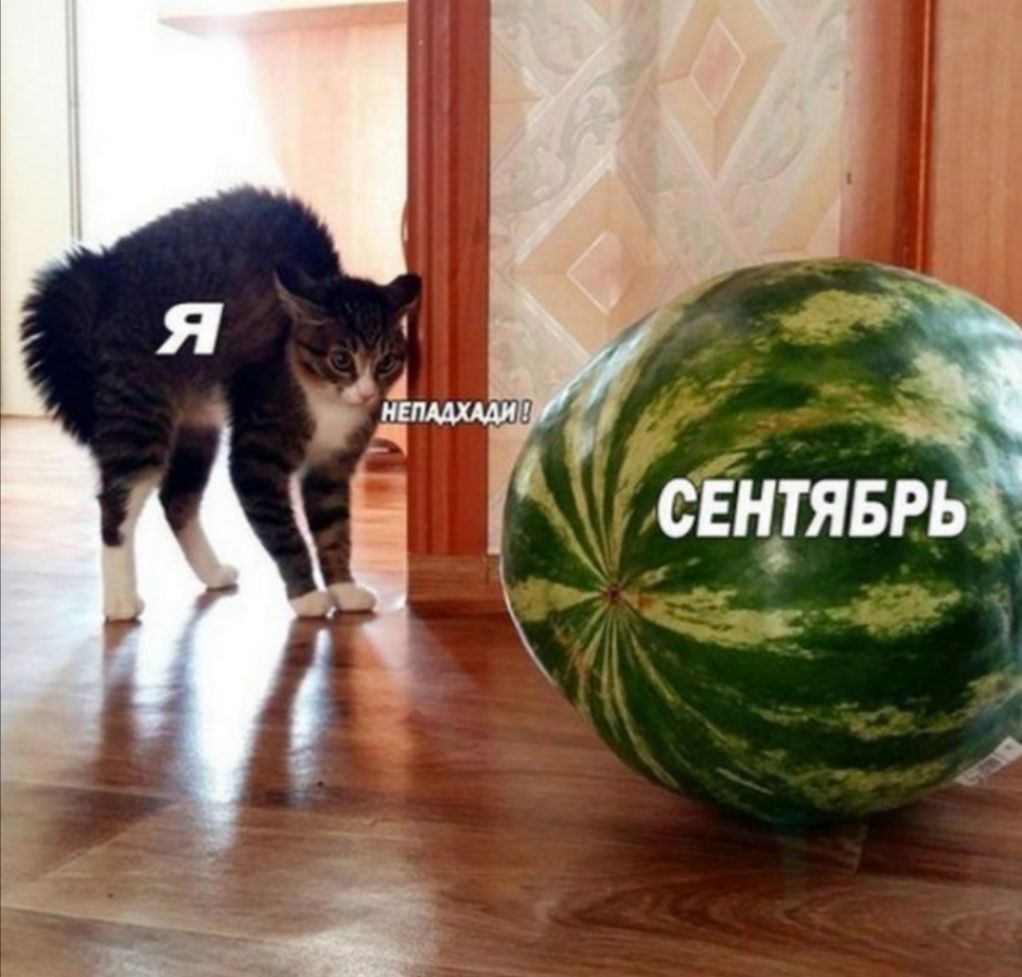 СЕНЕЯБЗ