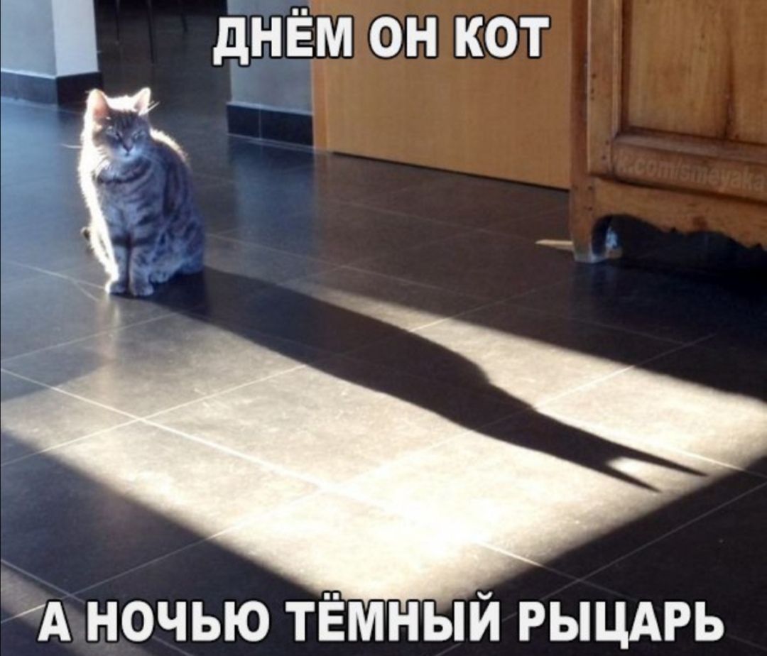 днЁЁон кот 11 Т А НОЧЬЮ ТЁМНЫЙ РЫЦАРЬ