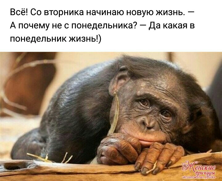 Всё Со вторника начинаю новую жизнь А почему не с понедельника Да какая в понедельник жизнь