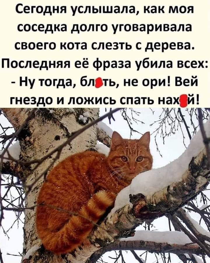 Сегодня услышала как моя соседка долго уговаривала своего кота слезть с дерева Последняя её фраза убила всех Ну тогда блть не ори Вей гне до и л жись спать нахд й 111 м ы