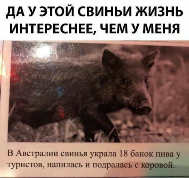ДА У ЭТОЙ СВИНЬИ ЖИЗНЬ ИНТЕРЕСНЕЕ ЧЕМ У МЕНЯ В Австралии свинья украла 118 туристов напилась и подр