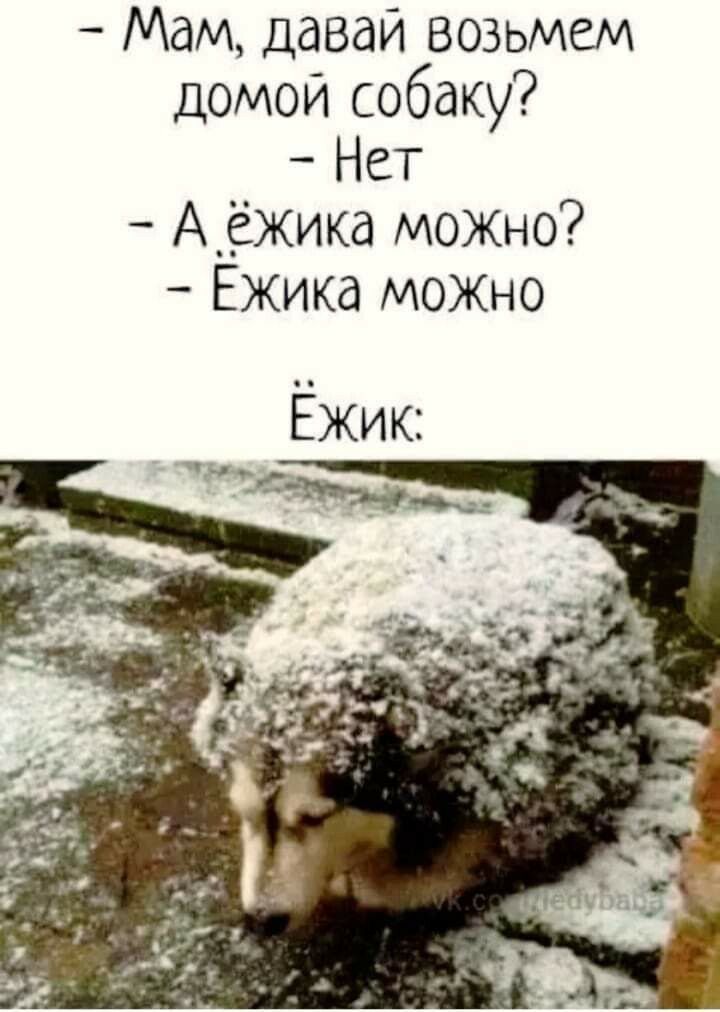 Мам давай возьмем домой собаку Нет А_ёжика можыо Ежика МОЖНО