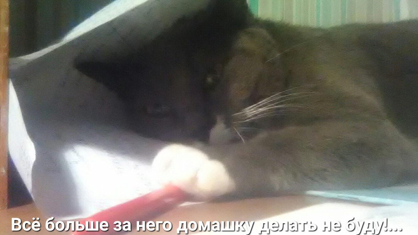 тюлень на бди гі