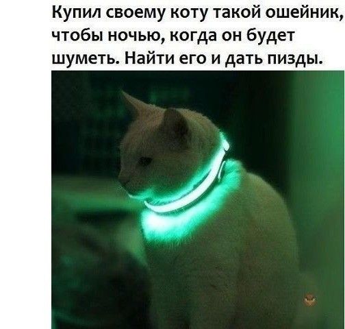 Купил своему коту такой ошейник чтобы ночью когда он будет шуметь Найти его и дать пизды
