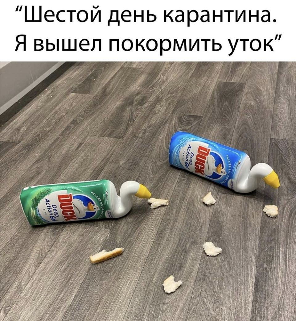 Шестой день карантина Я вышел покормить уток і