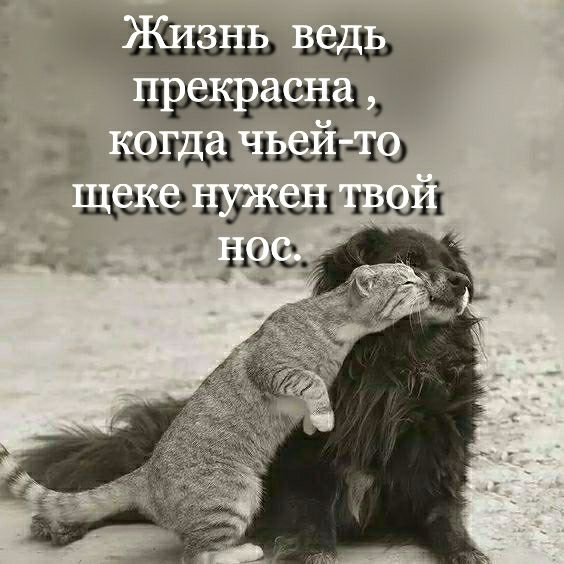 и 5 51515 ш 3 ржака кагда чьейш зщ нужен шей