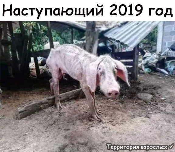 Наступающий 2019 год