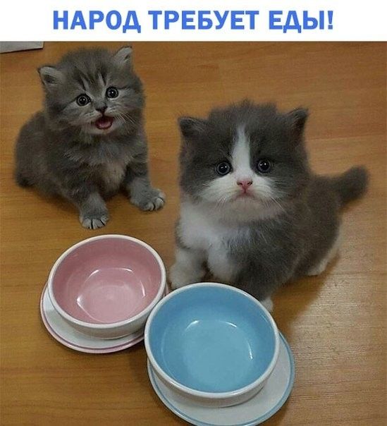НАРОД ТРЕБУЕТ ЕдЫ