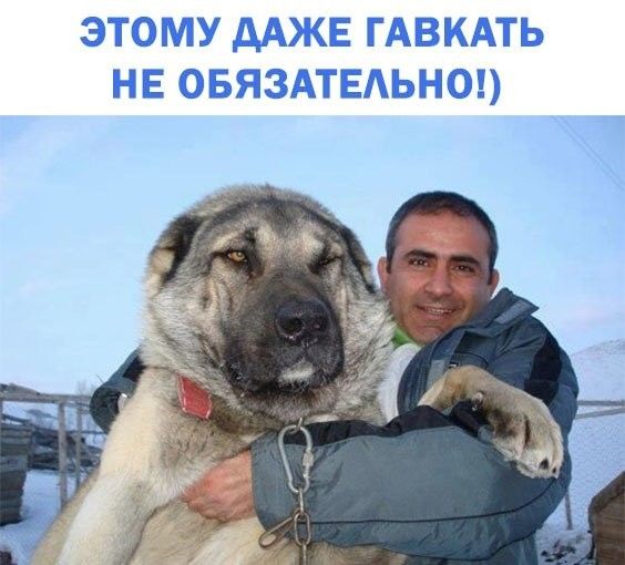 ЭТОМУ дАЖЕ ГАВКАТЬ НЕ ОБЯЗАТЕАЬНО