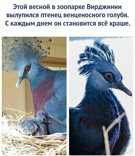 Этой весной в зоопарке Вирджинии вылупился птенец венценосного голубя С каждым днем он становится всё краше