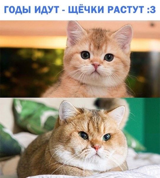 ГОДЫ ИДУТ ЩЁЧКИ РАСТУТ 3 й _ _