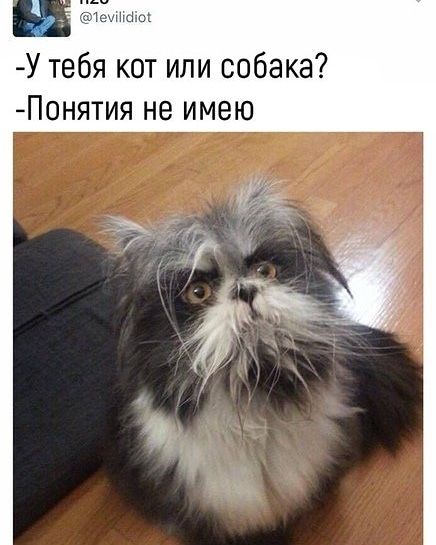 У тебя кот или собака Понятия не имею