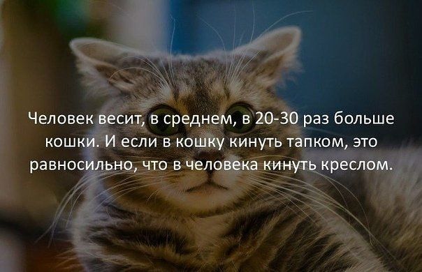 Человек весит в среднем в 20 30 раз больше кошки И если в кошку кинуть тапком это равносильно что в человека кинуть креслом