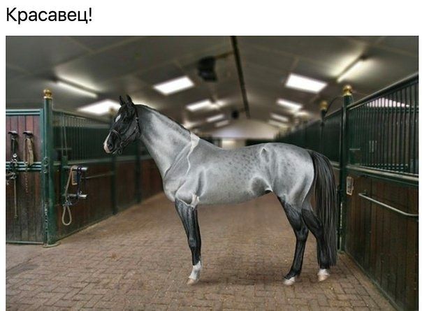 Красавец
