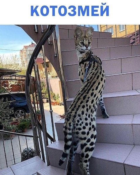 котозмвй