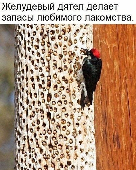 Желудевый дятеп делает запасы любимого лакомства