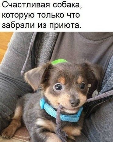 Счастливая собака которую только что забрали из приюта
